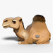 Camel - EUGY2