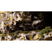 Dark Moss Tiny Tufts Gamers Grass
