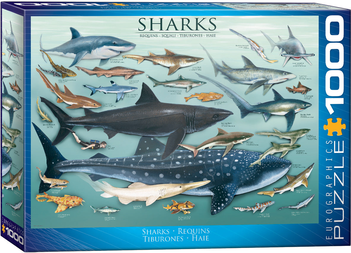 SHARKS 1000pc