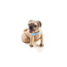 Grow A- Pug