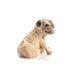 Grow A- Pug