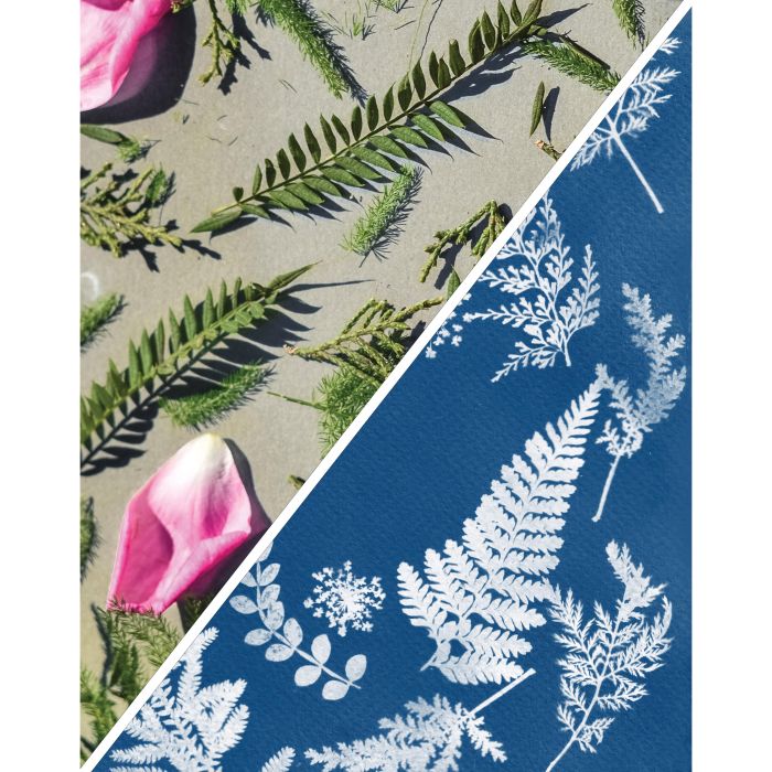 Cyanotype Sun Photography - Discovery Zone