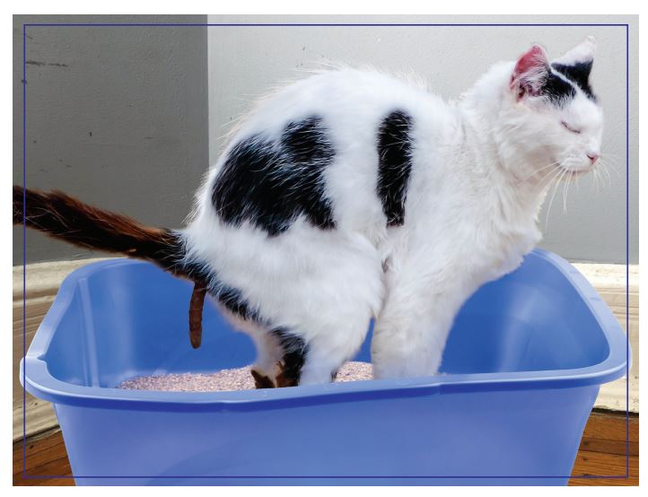 Doing Things Cats Prank Puzzle 300 pieces