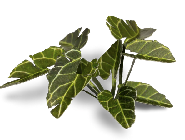 Laser Plants: Elephant Ear
