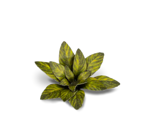 Laser Plants: Dumb Cane