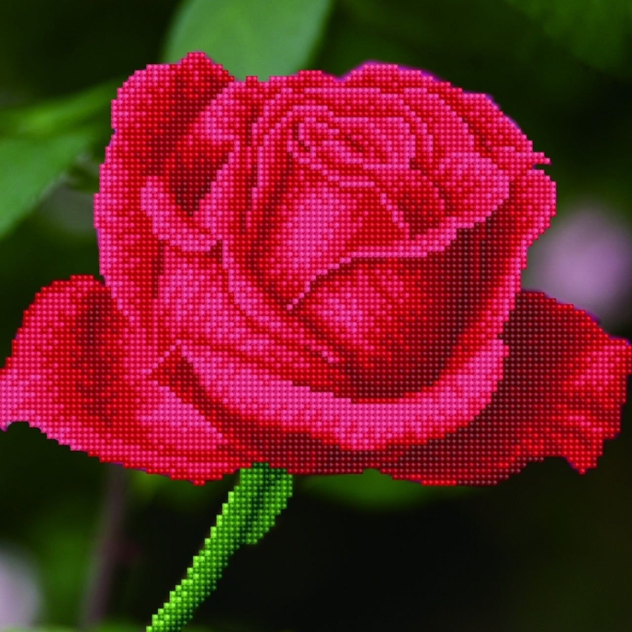 Rose Bud - DDOTZ