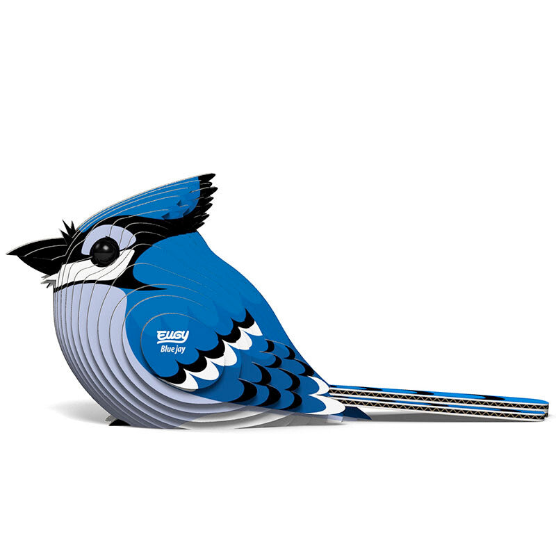 Blue Jay - EUGY2