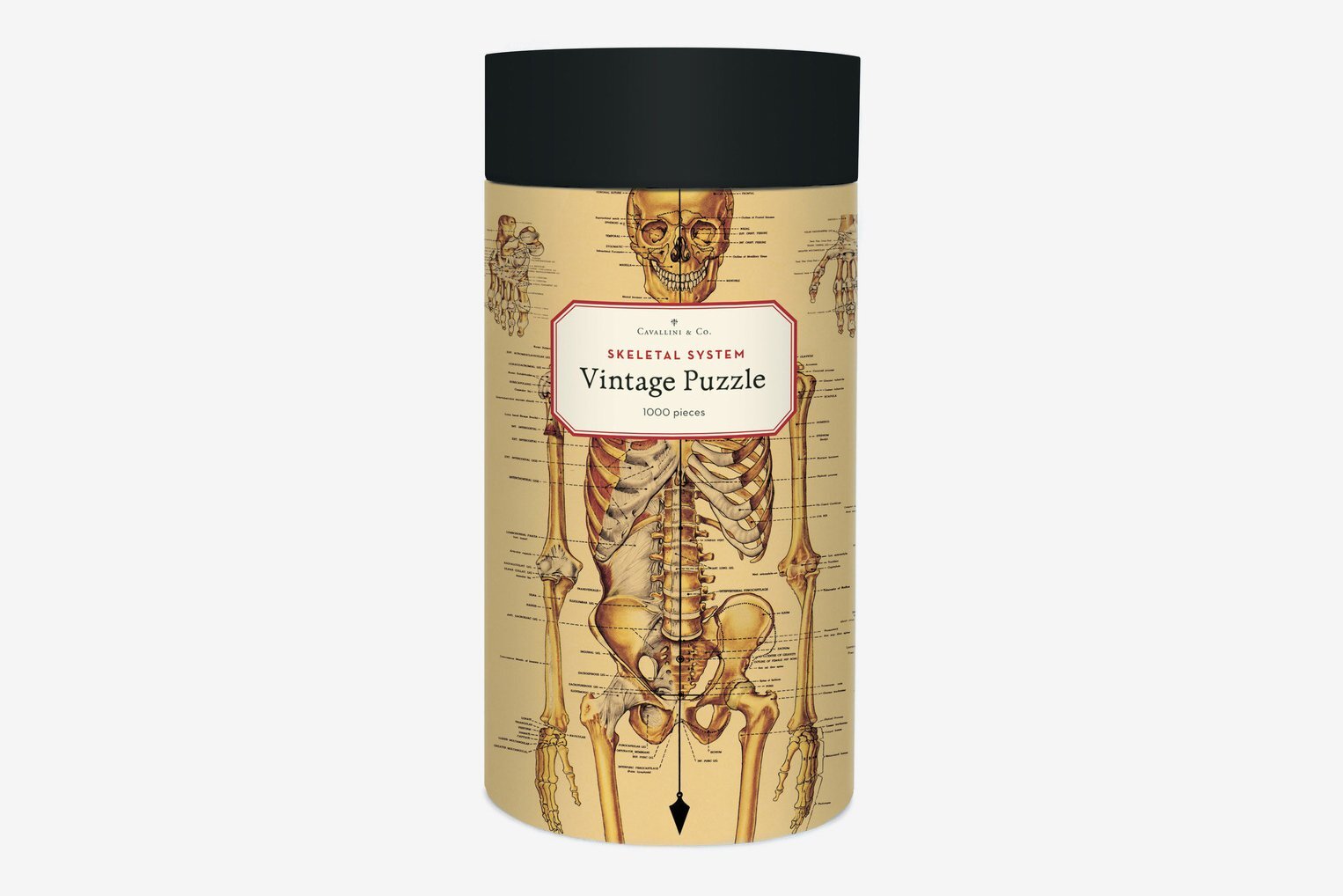 Skeletal System -1000pc