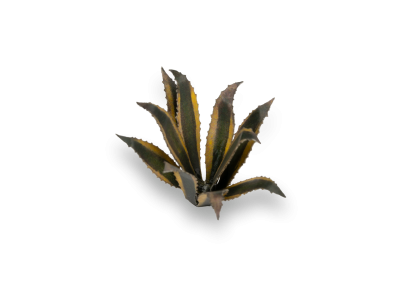 Laser Plants: Agave