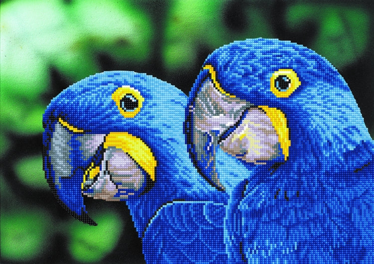 BLUE HYACINTH MACAWS - DDOTZ