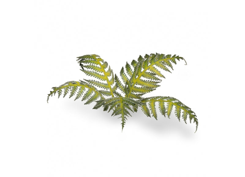 Laser Plants: Bracken