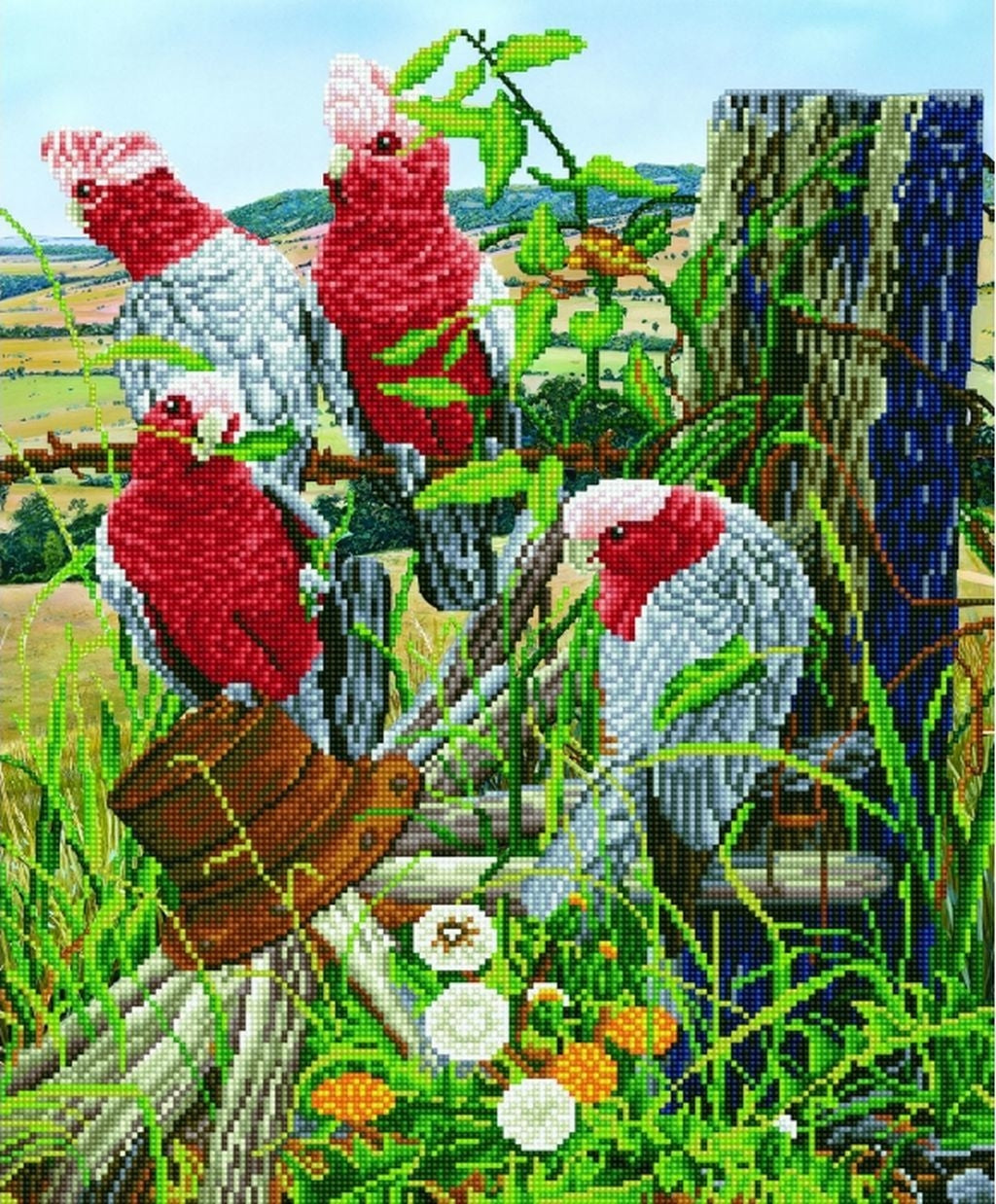 Galah Quartet - DDOTZ